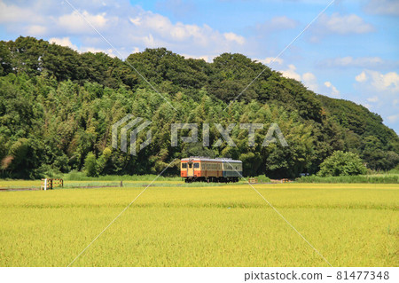 夏季火車 81477348