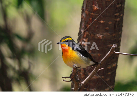 基比塔基 基比塔基 81477370