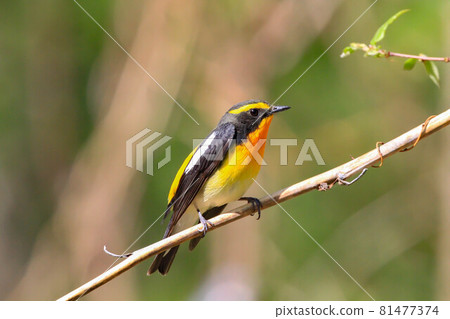 基比塔基 基比塔基 81477374