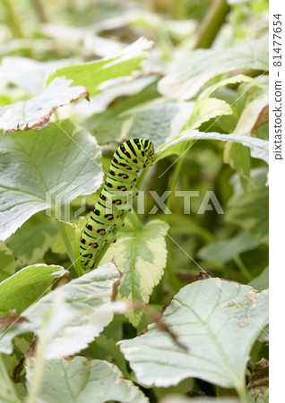 Papilio machaon 幼蟲（小學生三年級學習資料） 81477654