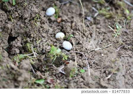 Japanese kana snake egg Japanese kana snake egg 81477833