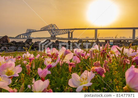 【東京都市風景】東京門大橋（若洲公園）的夜景 81477971