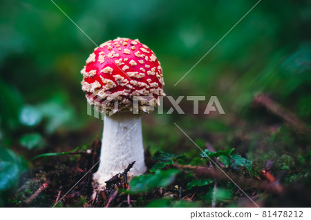 Amanita muscaria, commonly known as the red fly agaric. Toxic and hallucinogen mushroom Fly Agaric in moss on autumn forest background. Defocused Amanita muscaria, commonly known as the red fly agaric. Toxic and hallucinogen mushroom Fly Agaric in moss on autumn forest background. Defocused 81478212