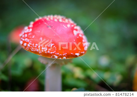 Amanita muscaria, commonly known as the red fly agaric. Toxic and hallucinogen mushroom Fly Agaric in moss on autumn forest background. Defocused Amanita muscaria, commonly known as the red fly agaric. Toxic and hallucinogen mushroom Fly Agaric in moss on autumn forest background. Defocused 81478214