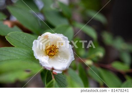 Japanese stewartia flower sal tree Japanese stewartia flower sal tree 81478241