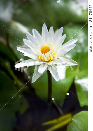 Brilliant tropical water lily Brilliant tropical water lily 81478632