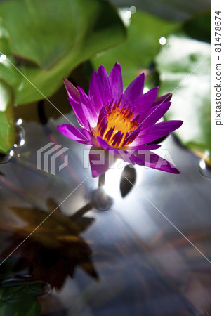 Colorful tropical water lily 81478674