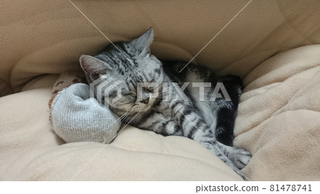 American Shorthair cat sleeping with socks as a pillow 81478741