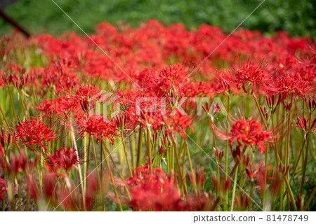 Gurenge flower on the equinoctial week 81478749