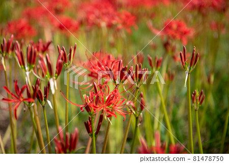 Gurenge flower on the equinoctial week Gurenge flower on the equinoctial week 81478750