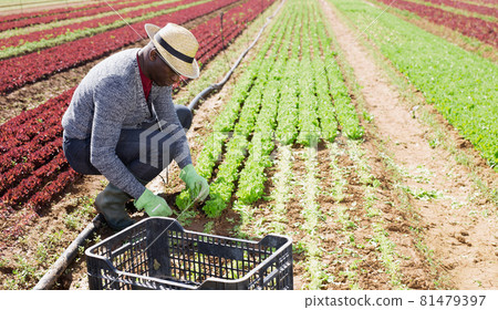 African American farmer harvesting lettuce 81479397