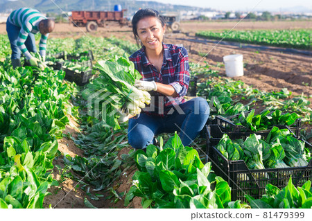 Portrait of happy latino woman with ripe mangold in hands 81479399