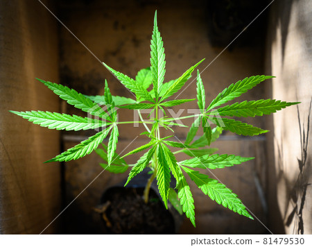 Close up of flowering cannabis plant (Marijuana) in a paper box. Marijuana is mostly used for recreation, medicinal drug or as a mix marijuana in food. The plant contains mind-altering chemical THC. Close up of flowering cannabis plant (Marijuana) in a paper box. Marijuana is mostly used for recreation, medicinal drug or as a mix marijuana in food. The plant contains mind-altering chemical THC. 81479530