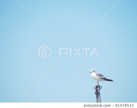 Seagulls to take a rest Seagulls to take a rest 81479533