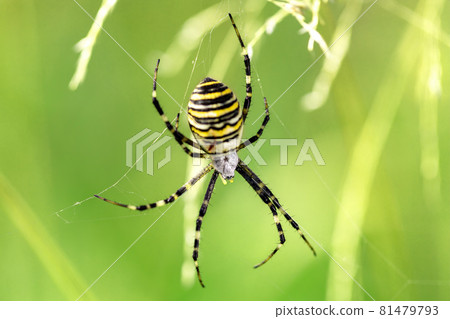 Argiope bruennichi (wasp spider) on web 81479793