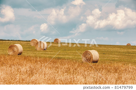 Straw bales stacked in a field at summer time 81479799