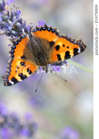 Small tortoiseshell butterfly on lavender Small tortoiseshell butterfly on lavender 81479804