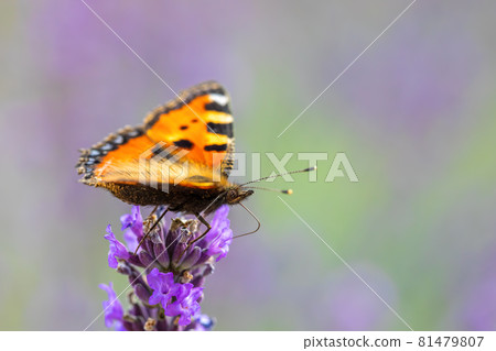 Small tortoiseshell butterfly on lavender Small tortoiseshell butterfly on lavender 81479807
