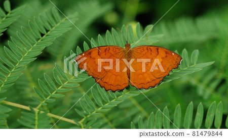 The Angled Castor Butterfly on leaf with natural green background, Orange and brown stripes and white spots on tropical insect wings, Thailand The Angled Castor Butterfly on leaf with natural green background, Orange and brown stripes and white spots on tropical insect wings, Thailand 81479844