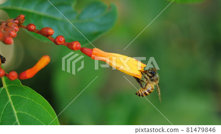 Honey Bee collecting pollen seeking nectar on Scarlet bush or Firebush or Redhead blossom, Orange color flower on tree with natural green background Honey Bee collecting pollen seeking nectar on Scarlet bush or Firebush or Redhead blossom, Orange color flower on tree with natural green background 81479846