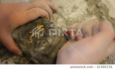 Children's hands excavating dinosaur fossils Children's hands excavating dinosaur fossils 81480136