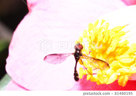 Black-and-white sobo soar 81480195