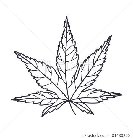 Hand Drawn Autumn Leaf Contour or Outline Vector Illustration 81480290