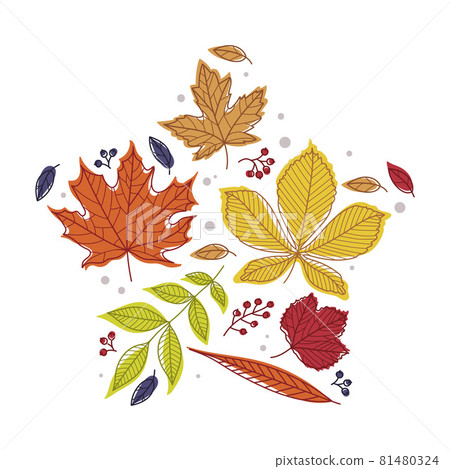 Star Shape with Bright Autumn Foliage of... - Stock Illustration ...