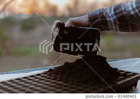 Gardening concept two hand of a gardener inserting rich black soil to nursery trays preparing for growing seedlings 81480401