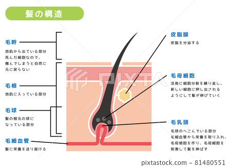 Structure Of Hair Stock Illustration