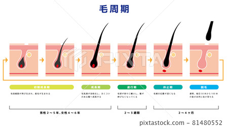頭髮的結構 81480552