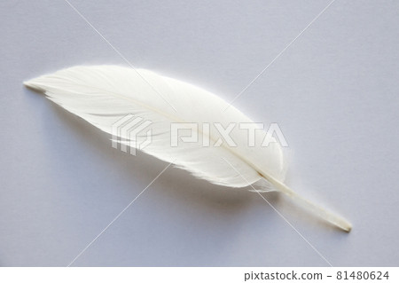 White feather on light background 81480624