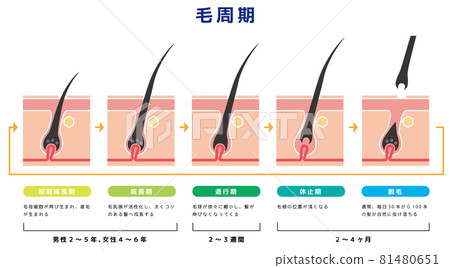 Hair cycle 05 Hair cycle 05 81480651