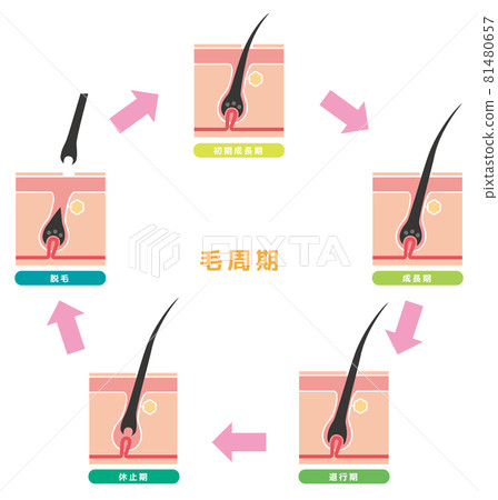 頭髮週期07 81480657