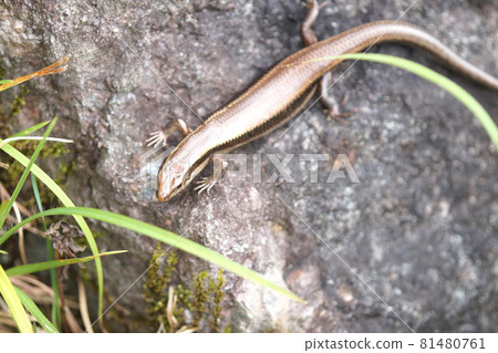 日本蜥蜴夏天 81480761