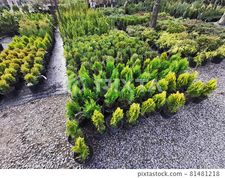 Thuja in the nursery. Nursery with coniferous seedlings. Thuja in the nursery. Nursery with coniferous seedlings. 81481218