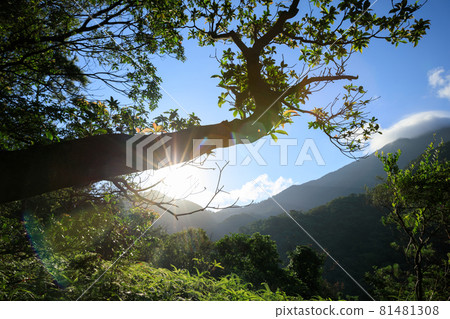 Beautiful scene misty forest with sun rays through the tree leaves,lens flare Beautiful scene misty forest with sun rays through the tree leaves,lens flare 81481308