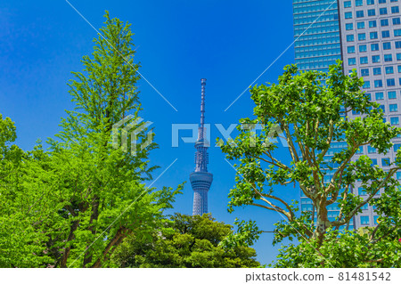 [Tokyo cityscape] Tokyo Sky Tree and cityscape (Kinshi Park) 81481542