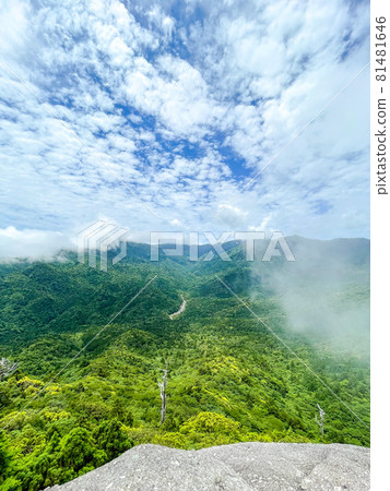 屋久島_白谷雲水峽_太湖岩和絕景_主觀觀點 81481646