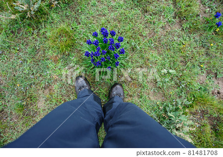 Blue flowers blooming on high altitude grassland in China Blue flowers blooming on high altitude grassland in China 81481708