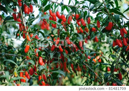 Goji berry fruits and plants in sunshine garden Goji berry fruits and plants in sunshine garden 81481709