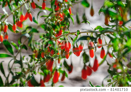 Goji berry fruits and plants in sunshine garden Goji berry fruits and plants in sunshine garden 81481710