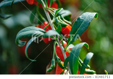 Goji berry fruits and plants in sunshine garden Goji berry fruits and plants in sunshine garden 81481711