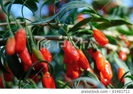 Goji berry fruits and plants in sunshine garden Goji berry fruits and plants in sunshine garden 81481712