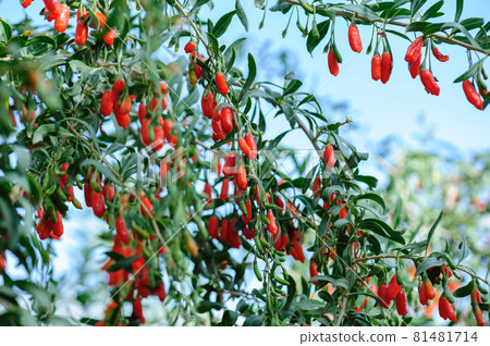 Goji berry fruits and plants in sunshine garden Goji berry fruits and plants in sunshine garden 81481714