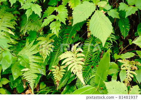 Green leaves [Background material] 81481937