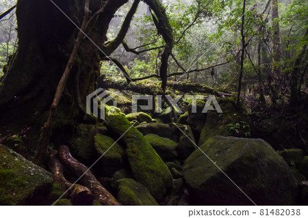 Moss Forest _ Yakushima Sightseeing _ Shiratani Unsuikyo _ Princess Mononoke Forest Moss Forest _ Yakushima Sightseeing _ Shiratani Unsuikyo _ Princess Mononoke Forest 81482038