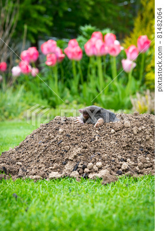 Mole [Talpa europaea] in the lawn 81482064