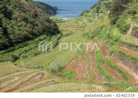 Hamanoura Tanada in Autumn Hamanoura Tanada in Autumn 81482339