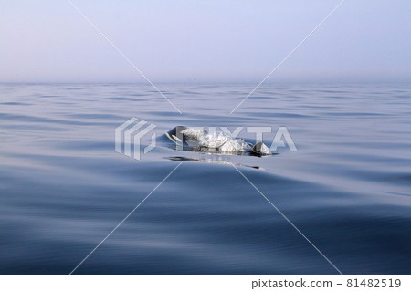 [Hokkaido] Wild orca migrating to the sea in Shiretoko (off the coast of Rausu, Hokkaido) 81482519